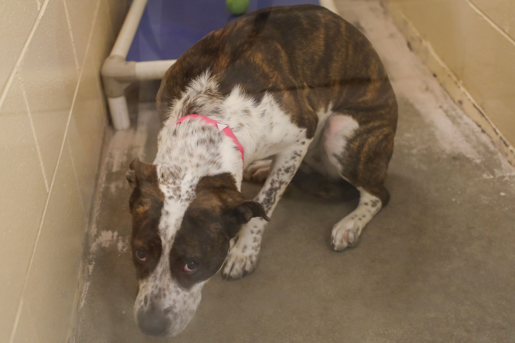 Lee County Humane Society pets for adoption